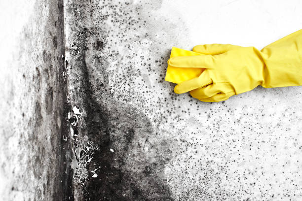 Best HVAC Mold Remediation in Bay City, TX