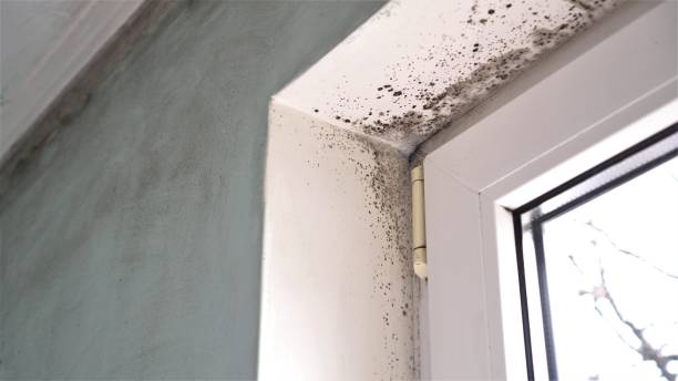 Best Post-Flood Mold Remediation in Bay City, TX