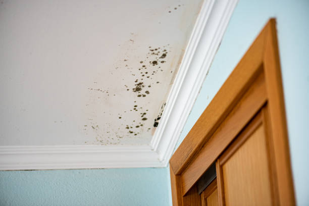 Best Commercial Mold Remediation in Bay City, TX