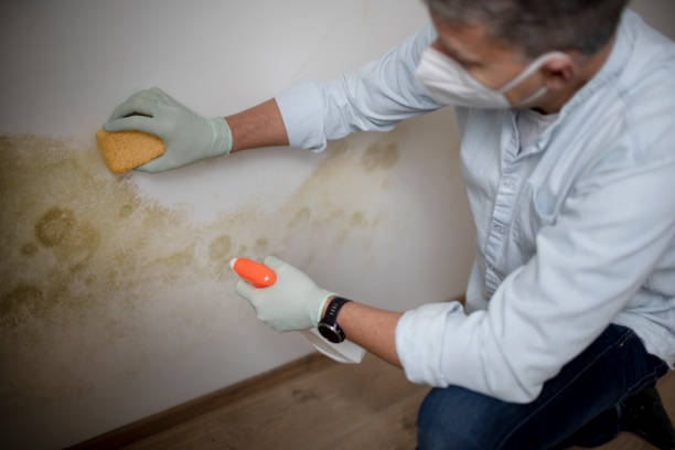 Best Attic Mold Remediation in Bay City, TX