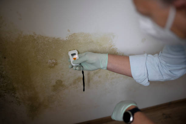 Best Residential Mold Remediation in Bay City, TX
