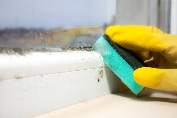 Best DIY Mold Remediation Support Services in Bay City, TX