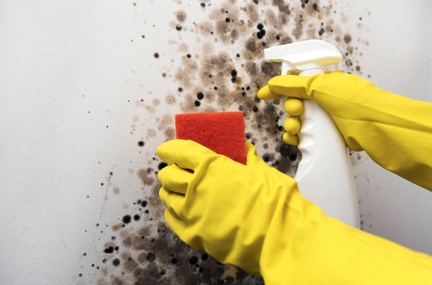Best Kitchen Mold Remediation in Bay City, TX