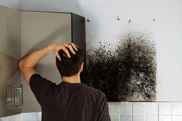 Professional Mold Remediation in Bay City, TX