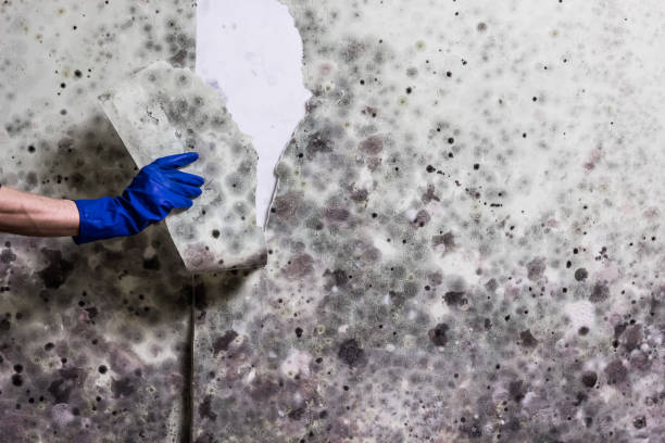 Best Mold Testing and Inspection Services in Bay City, TX