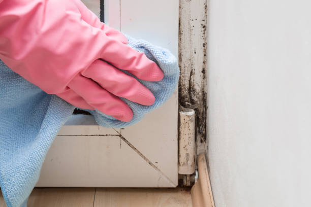 Best Residential Mold Remediation in Bay City, TX