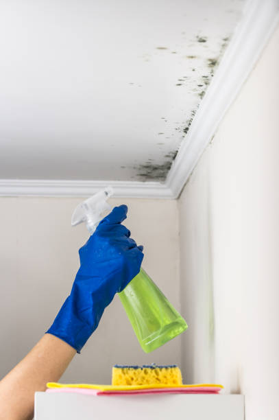 Best Localized Mold Remediation (e.g., coastal areas, humid climates) in Bay City, TX