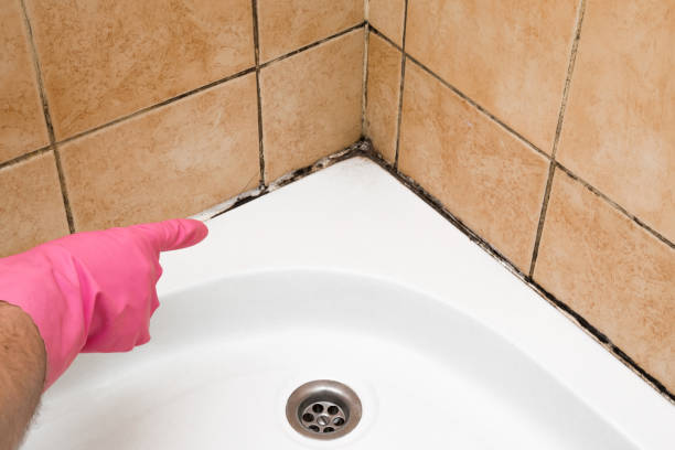 Best Mold Remediation for Specific Building Types in Bay City, TX